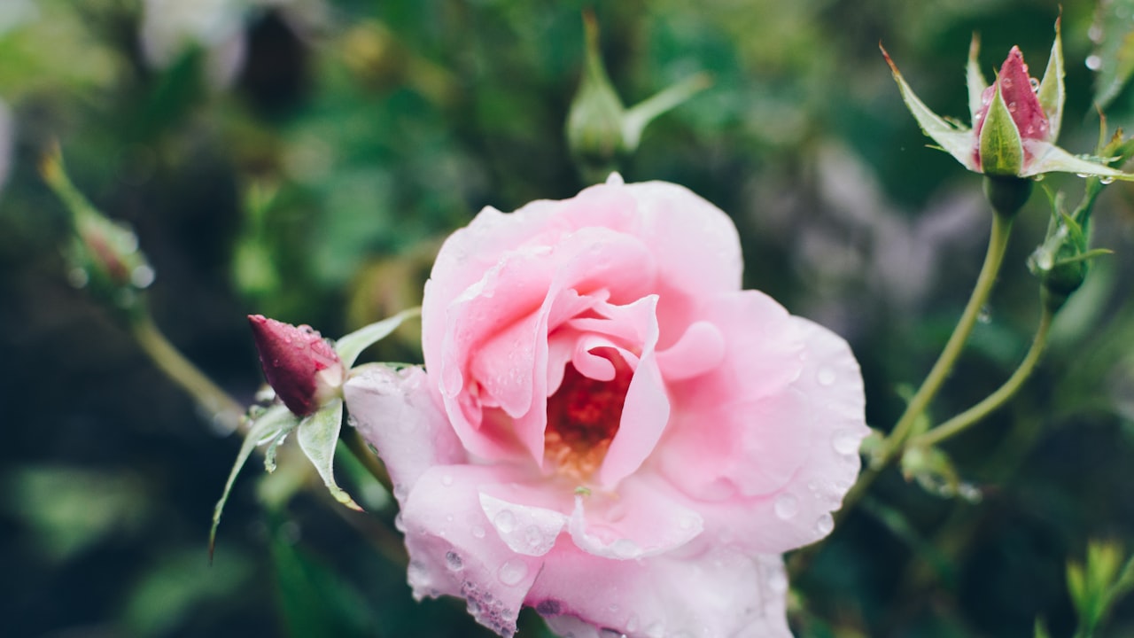 What is Waist Wrap and its Uses